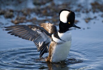 Hooded Merganser