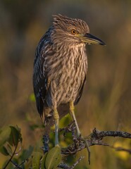 heron