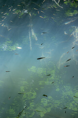 fish in a pond