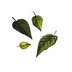 Green poinsettia leaves.. Christmas flower poinsettia. Watercolor illustrations on an isolated white background. Botanical elements for the design of invitations, cards, textiles.