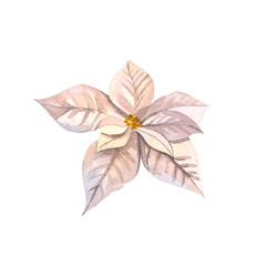 Christmas white poinsettia flower. One white flower. Watercolor illustrations on an isolated white background. Botanical elements for the design of invitations, cards, textiles.