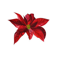 Christmas flower poinsettia. One red New Year's flower. Watercolor illustrations on an isolated white background. Botanical elements for the design of invitations, cards, textiles.