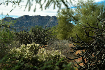Obraz na płótnie Canvas Granite Mountain in Arizona Landscape View Through Trees and Bushes in the Desert with Flowers and Green Plants Beautiful Background
