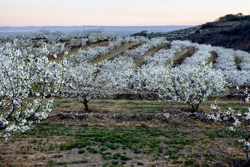 Landscape of the Jerte Valley in Extremadura with cherry Blossoms.
