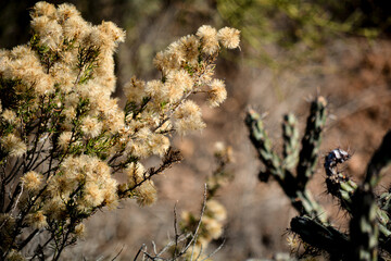 Beautiful Moody White Cream Desert Plant Flowers in the Summer in Arizona with Cactus in Background