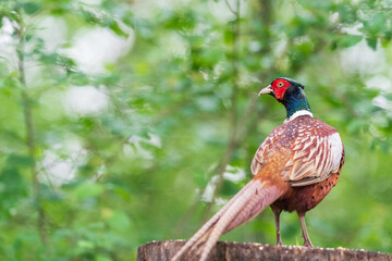 The common pheasant (Phasianus colchicus)
