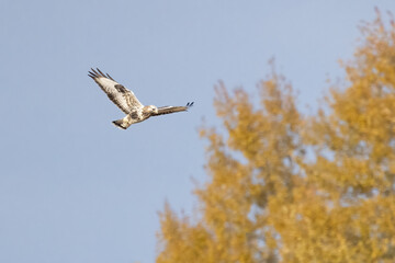 Rough-legged buzzard