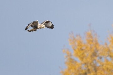Rough-legged buzzard