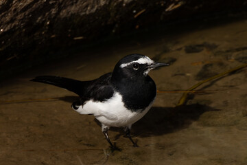 水場を歩くセグロセキレイ