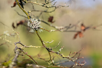 Evernia prunastri lichen or Oakmoss lichen grwoing on small tree branch