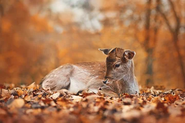 Gardinen Fawn european fallow deer lying down in autumn forest © Firn