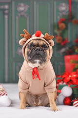 Christmas reindeer dog. French Bulldog with costume sweater with antlers sitting next to Christmas...