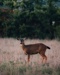 deer in the woods