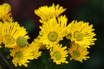 Herbstaster, Astern, Blüten, Blumen, Aster, Herbst, Garten, gelb