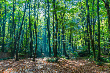 Obraz premium Ayvat Bendi view in Belgrad Forest in Istanbul 