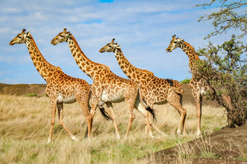 Giraffen, Giraffe, Tansania, Afrika
