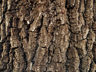 Wooden background. Tree bark texture