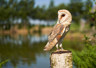 An owl perched on a branch looking back