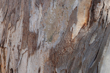 Natural brown wooden tree trunk background closeup