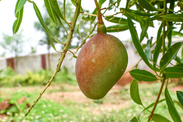 Green And Orange Colour Raw Mango With Branches On Tree Close Up.