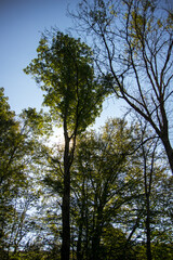 Baum, Sonne, Wiese, grün, Laub, Blätter
