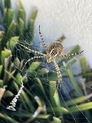 European garden spider on its web, waiting for its prey