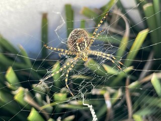 European garden spider on its web