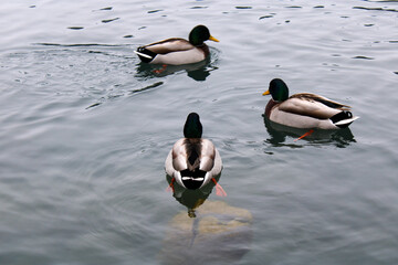 Naklejka premium Gruppo di tre Germano reale Anas platyrhynchos che nuotano