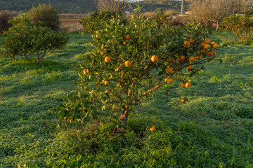 Fototapeta na wymiar Oranges on a orange tree after a rainstorm