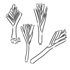 Hand drawn sketch style fresh leeks set isolated on white background. Single and composition with slices. Vintage illustration of healthy organic food.
