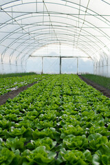 Fresh organic lettuce green salad seedlings in a greenhouse