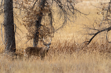 Buck Whitetail Deer in Colorado During the Fall Rut