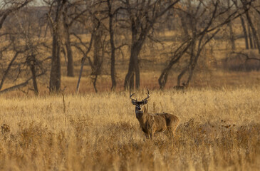 Naklejka premium Buck Whitetail Deer in Colorado During the Fall Rut