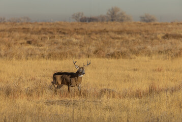 Fototapeta na wymiar Buck Whitetail Deer in Colorado During the Fall Rut