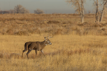 Fototapeta na wymiar Buck Whitetail Deer in Colorado During the Fall Rut