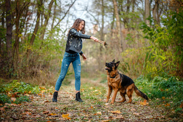 German shepherd for a walk with a woman in the autumn forest. Training
