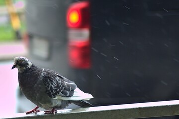 Bird pigeon on the fence in the rain on the background of the car