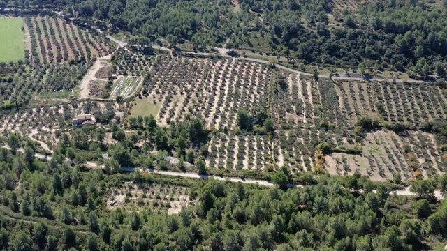 survol des collines de Provence et des oliviers dans le sud de la France