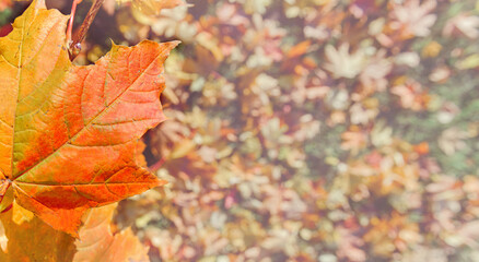 Colorful autumn leaves of maple tree with shallow focus. Fall blurred light background.. Free space for text, holidays motive. Fall and Autumn Season Concept