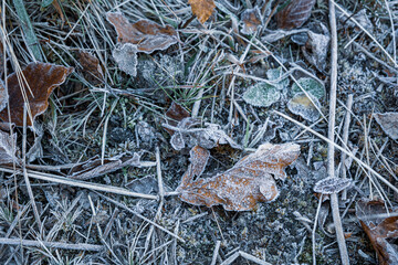 autumnal dry leaves and grass in Frozen weather