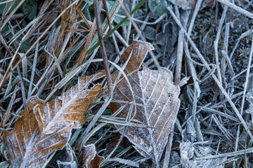 autumnal dry leaves and grass in Frozen weather