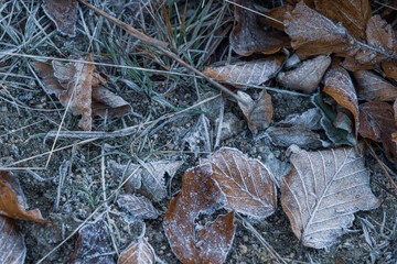 autumnal dry leaves and grass in Frozen weather