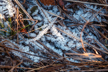 autumnal dry leaves and grass in Frozen weather