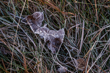 Obraz premium autumnal dry leaves and grass in Frozen weather