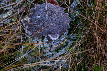 autumnal dry leaves and grass in Frozen weather