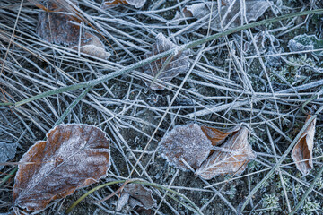 autumnal dry leaves and grass in Frozen weather