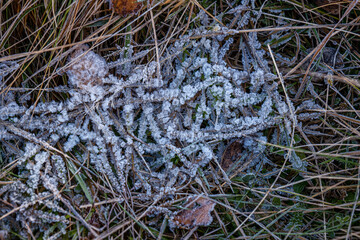 autumnal dry leaves and grass in Frozen weather