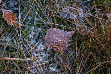 autumnal dry leaves and grass in Frozen weather