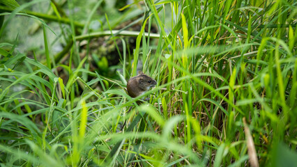 little mouse collects seeds on the grass