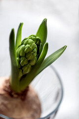 Fototapeta na wymiar green plant in a pot, nacka, stockholm, sweden, sverige